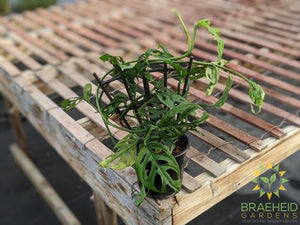 Swiss Cheese Vine (Monstera Adansonii) (Large Cultivar)