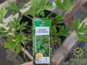 Citronella