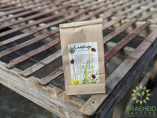 Ladybugs - SHIPPING NOT AVAILABLE