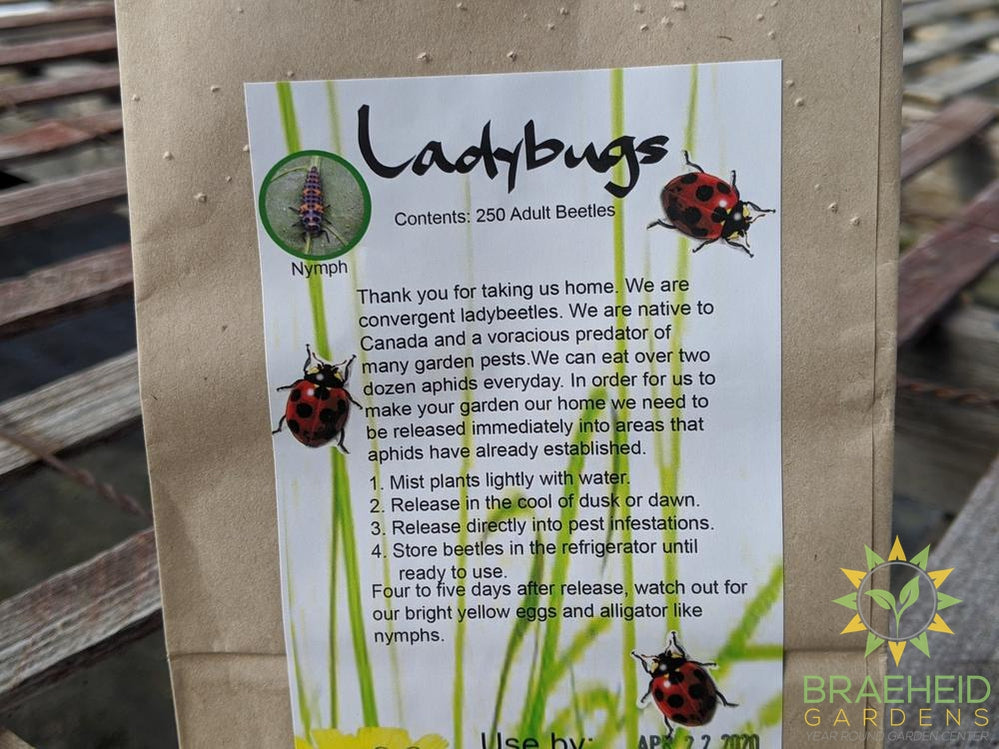 Ladybugs - SHIPPING NOT AVAILABLE