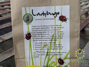 Ladybugs - SHIPPING NOT AVAILABLE