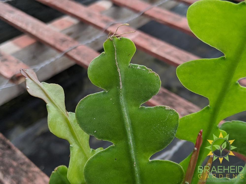 Fishbone Cactus - Epiphyllum Anguliger