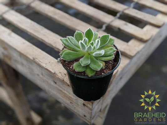 Echeveria 'Setusa Arrow'