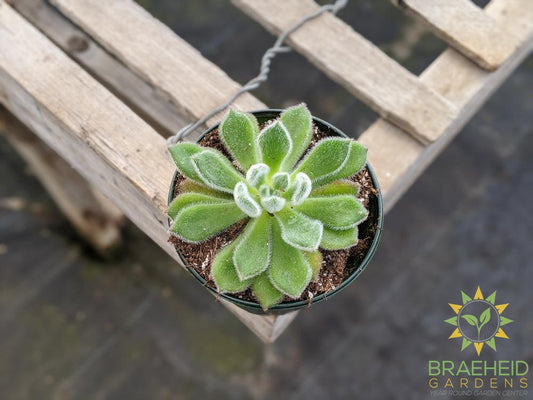 Echeveria 'Setusa Arrow'