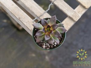 Echeveria 'Preta'