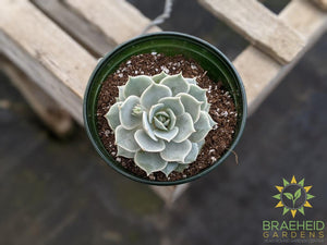Echeveria 'Lola'