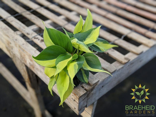 Buy Brazil Philodendron online in Canada