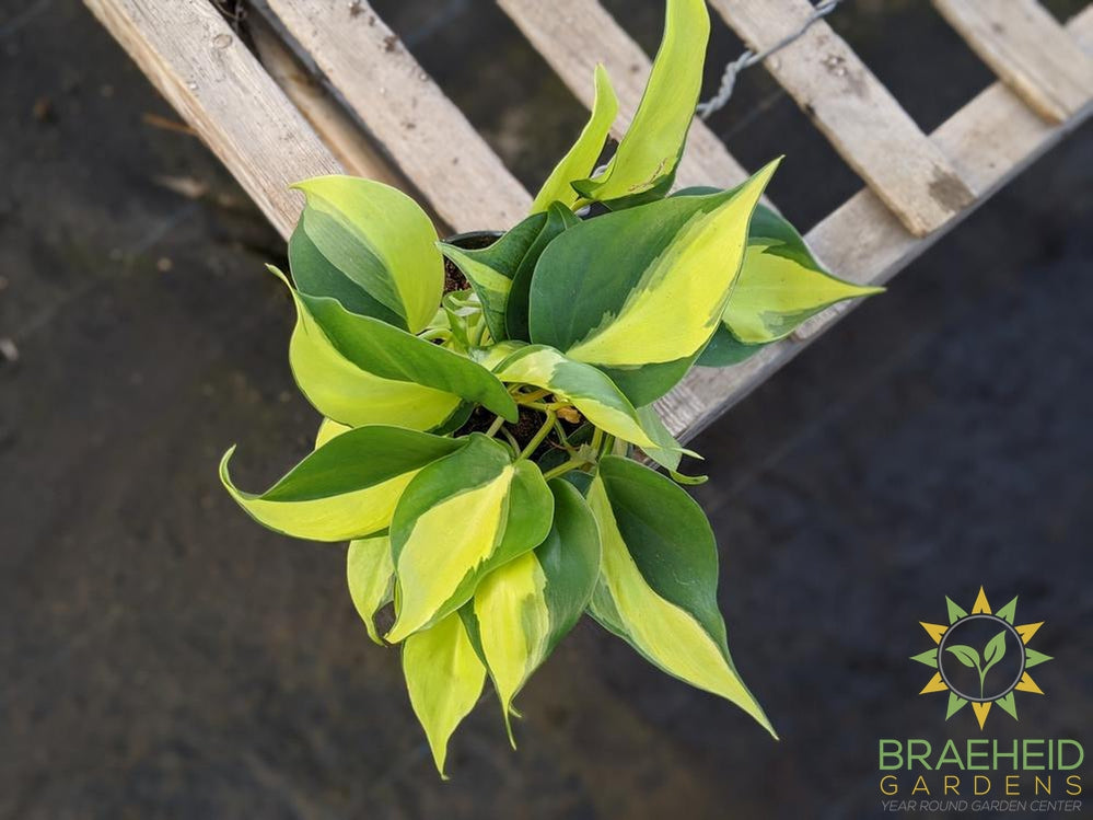 Shop Brazil Philodendron in Canada