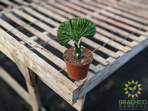 Grafted Euphorbia Lactea (Green top)