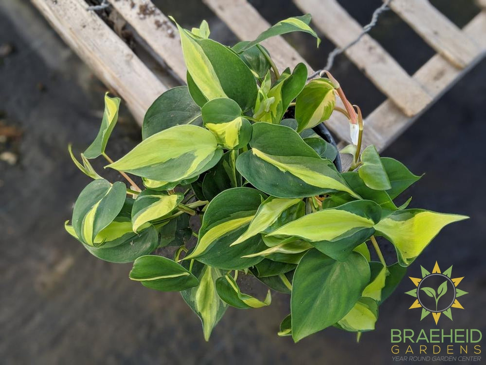 Brazil Philodendron Canada wide Shipping