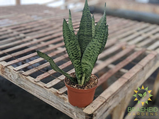 Order Sanseverieria Zeylanica online in Canada