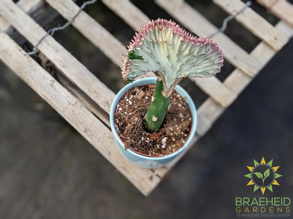 grafted euphorbia coral cactus