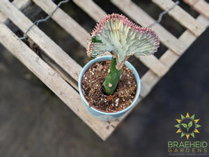 grafted euphorbia coral cactus