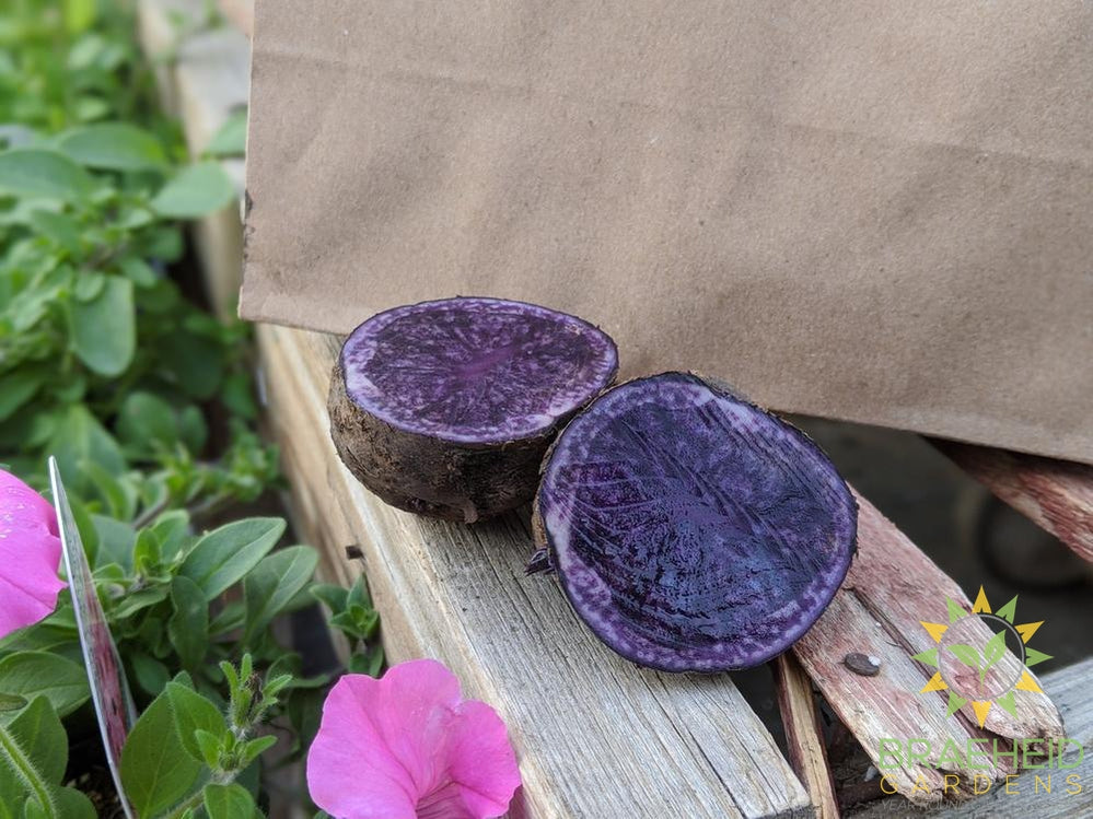 Russian Blue Potatoes