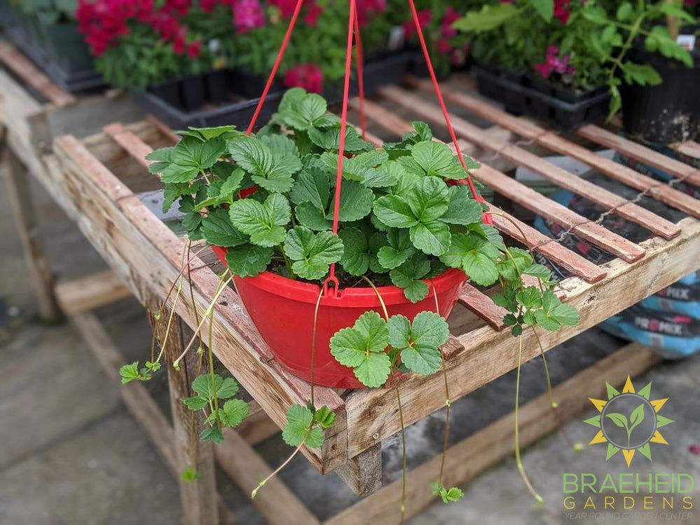 Strawberry Hanging Baskets