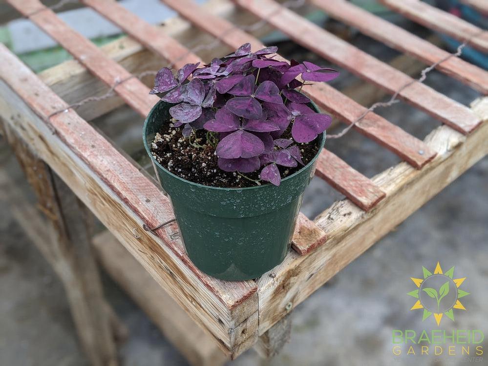 Purple Oxalis ( Shamrock)