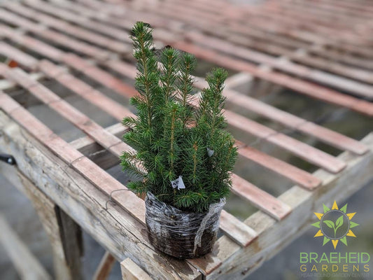 White Spruce Plugs - NO SHIP -