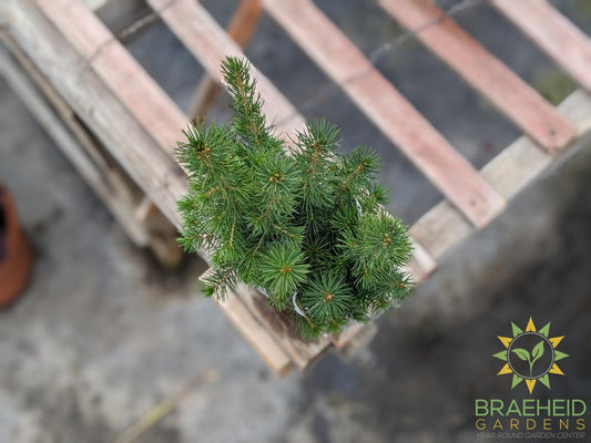 White Spruce Plugs - NO SHIP -