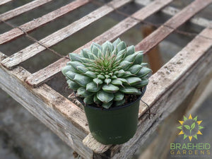 Graptopetalum Filiferum