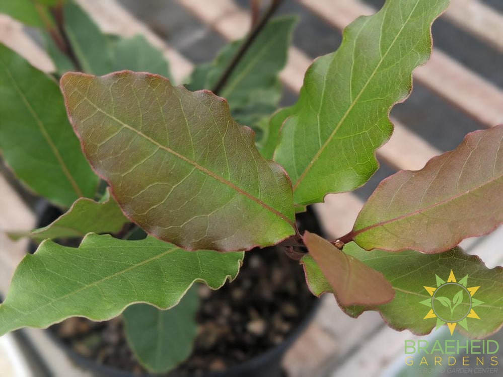Sweet Bay Tree