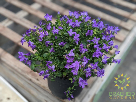 Star of Bethlehem "Blue"