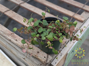 Peperomia pepperspot