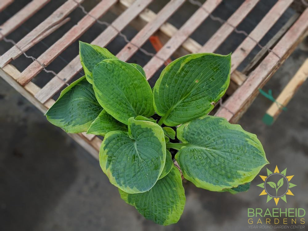 Frances Williams Hosta - NO SHIP