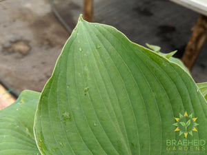 Blue Angel Hosta - NO SHIP
