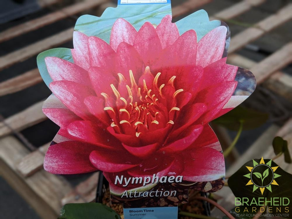 Nymphaea Red Attraction