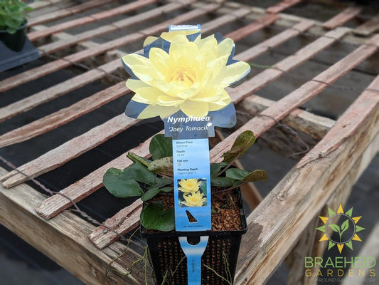 Nymphaea Joey Tomocik