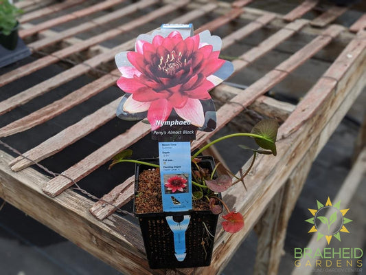 Nymphaea Perry's Almost Black