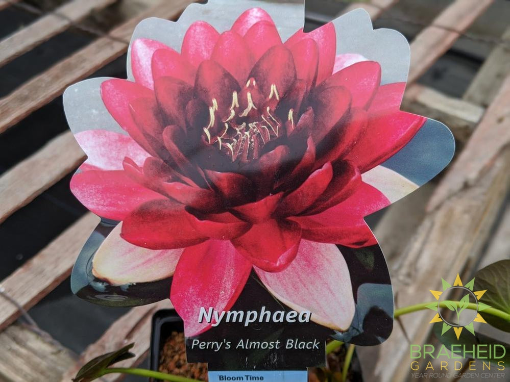 Nymphaea Perry's Almost Black