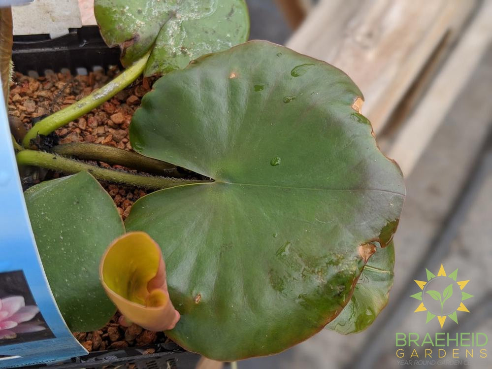 Nymphaea Hollandia