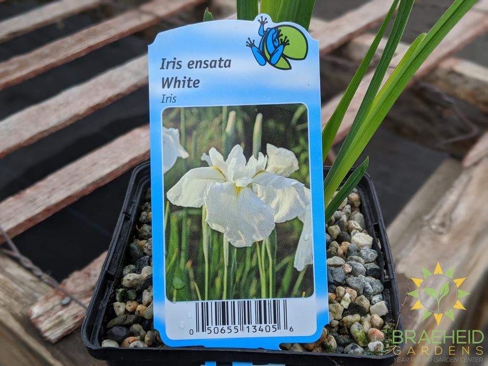 Iris Ensata White