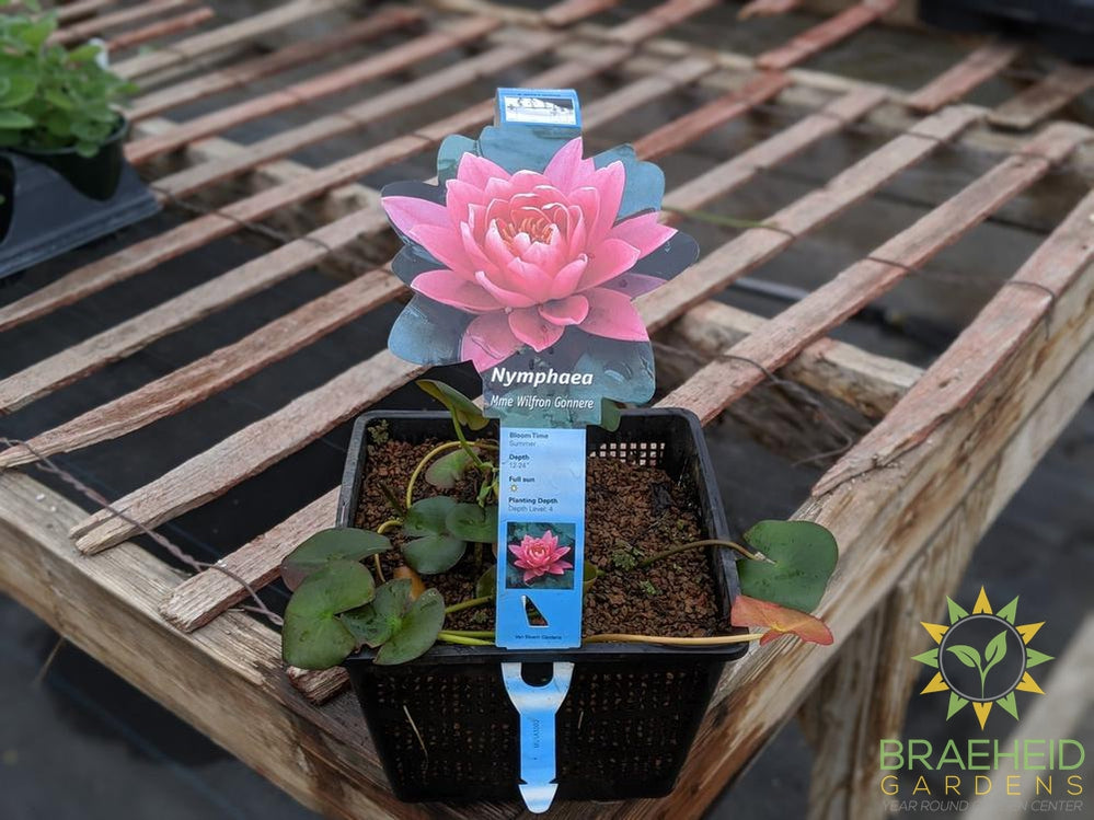 Nymphaea Wilfron Gonnere