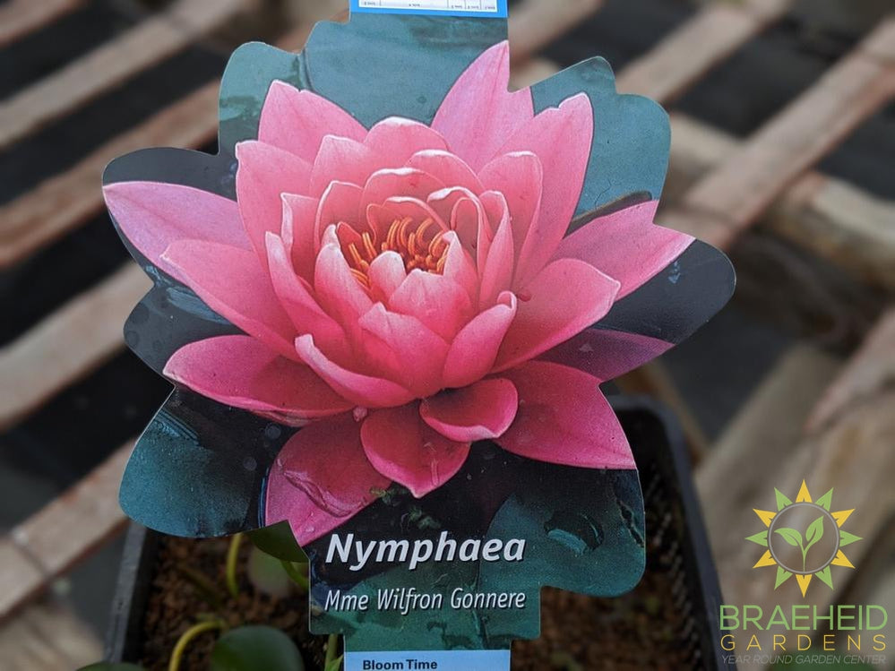 Nymphaea Wilfron Gonnere
