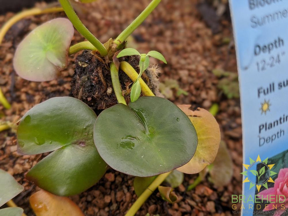 Nymphaea Wilfron Gonnere