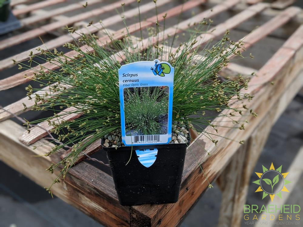 Scirpus Cernuus Fiber Optic Grass