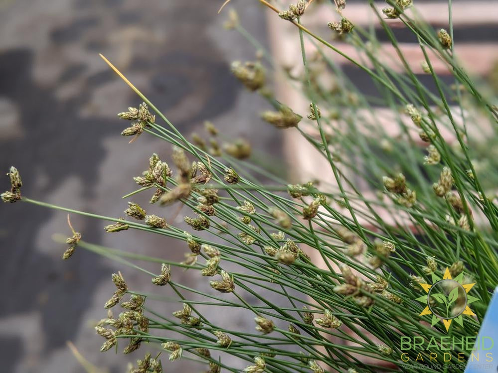 Scirpus Cernuus Fiber Optic Grass