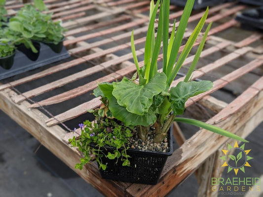 Aquabasket Alocasia Elephant Ear - Water Plant