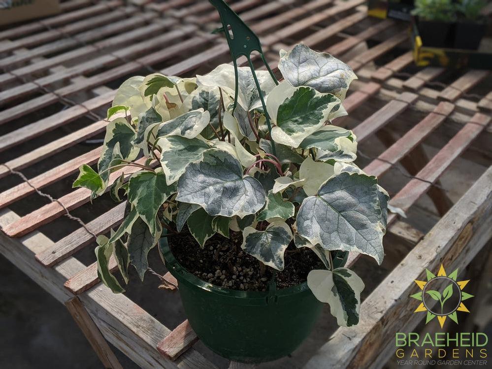 Variegated Algerian Ivy Hanging Basket