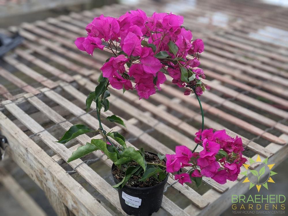 Bouganvillea -NO SHIP-