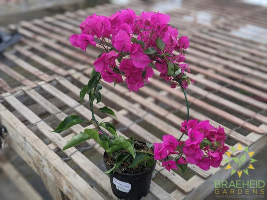 Bouganvillea -NO SHIP-