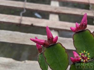 Easter Cactus