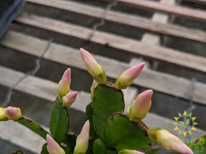 Easter Cactus