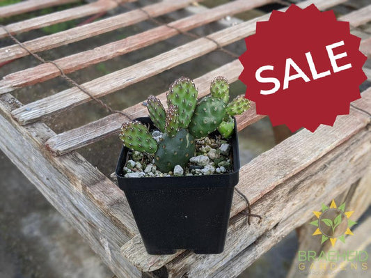 Opuntia Fragilis 'Pony' - Cold Hardy