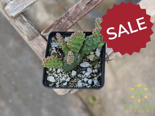 Opuntia Fragilis 'Pony' - Cold Hardy