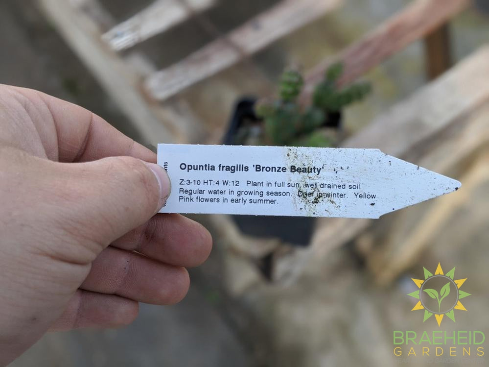 Opuntia Fragilis 'Bronze Beauty' - Cold Hardy