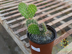 Opuntia Polycantha 'Vermon Pink' - Cold Hardy