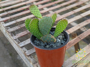 Opuntia 'American Beauty' - Cold Hardy